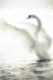 Angel_Swan