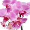 orchidée01