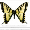 Papilio canadensis