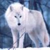 whitewolf7632